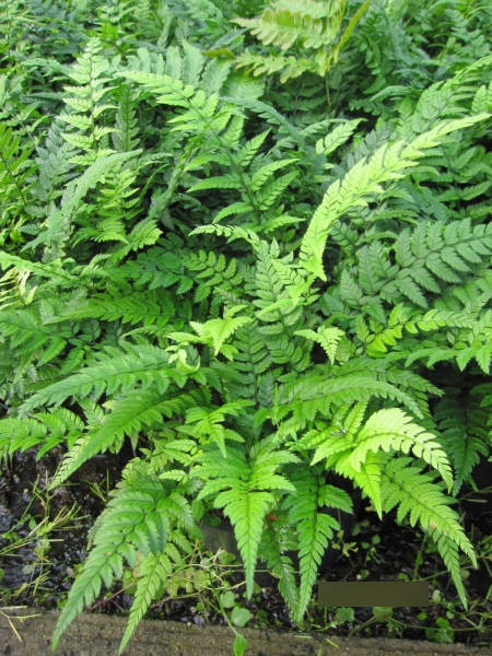 Polystichum tsussimense Roca - Koreanischer Schildfarn